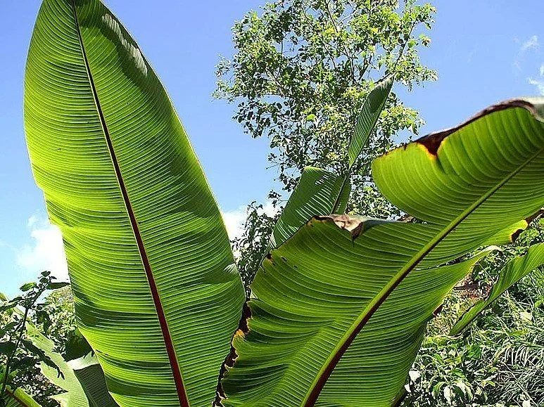 Ensete ventricosum - Ethiopian banana leaves