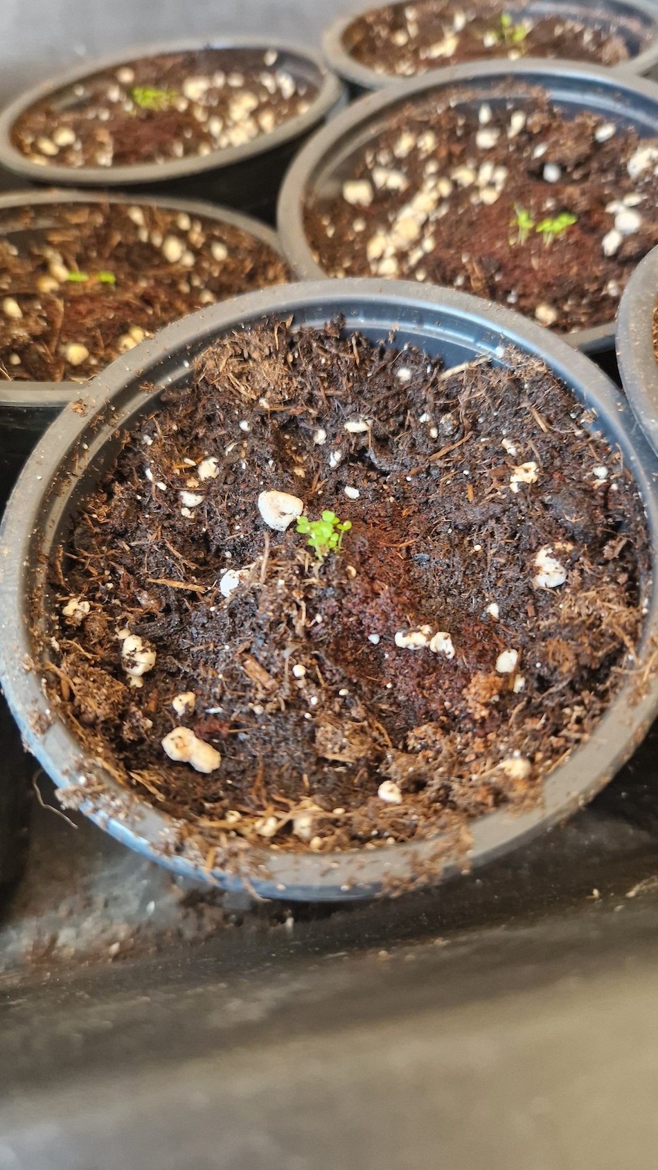 Muntingia calabura - Cotton candy tree - Tiny plant seedlings