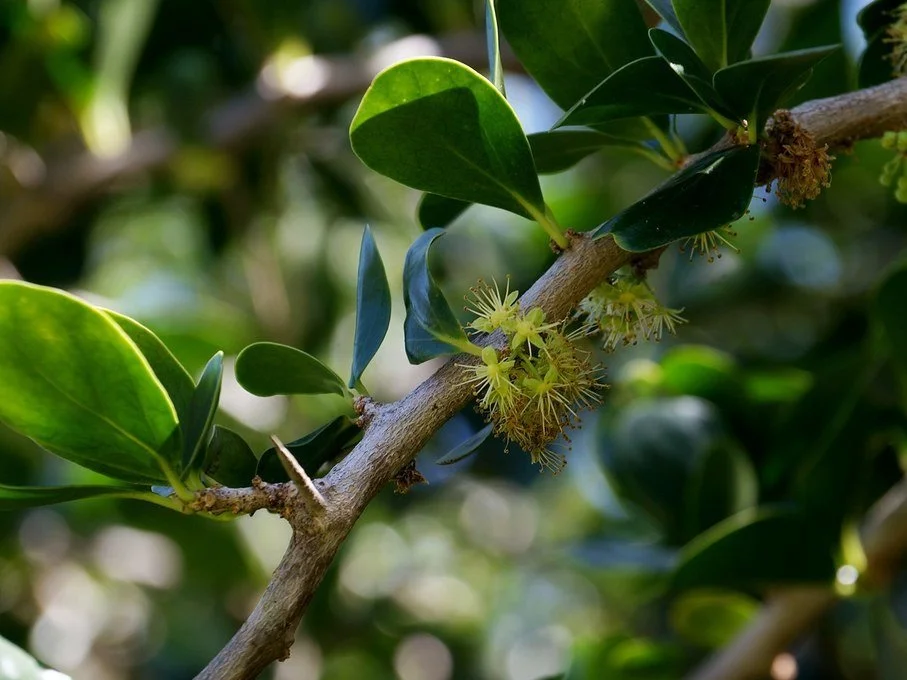 Dovyalis Caffra - Kei Apple flower