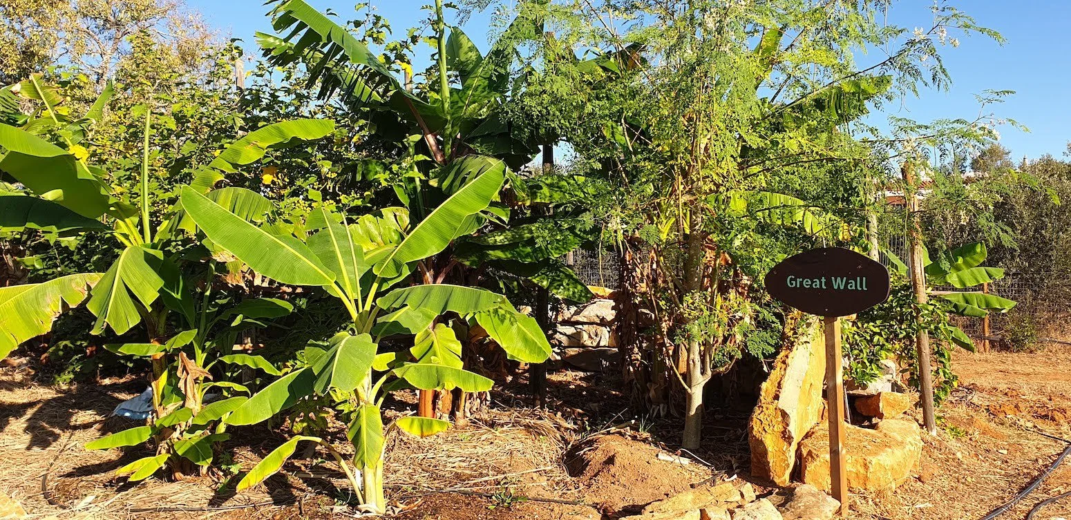 great_wall_zone_banana_moringa_trees.jpg
