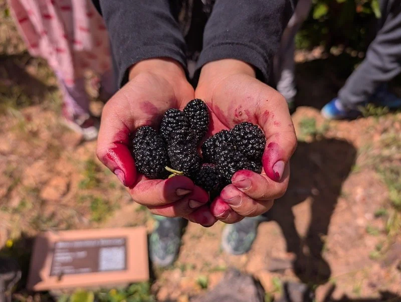Handful of Matsunaga mulberries