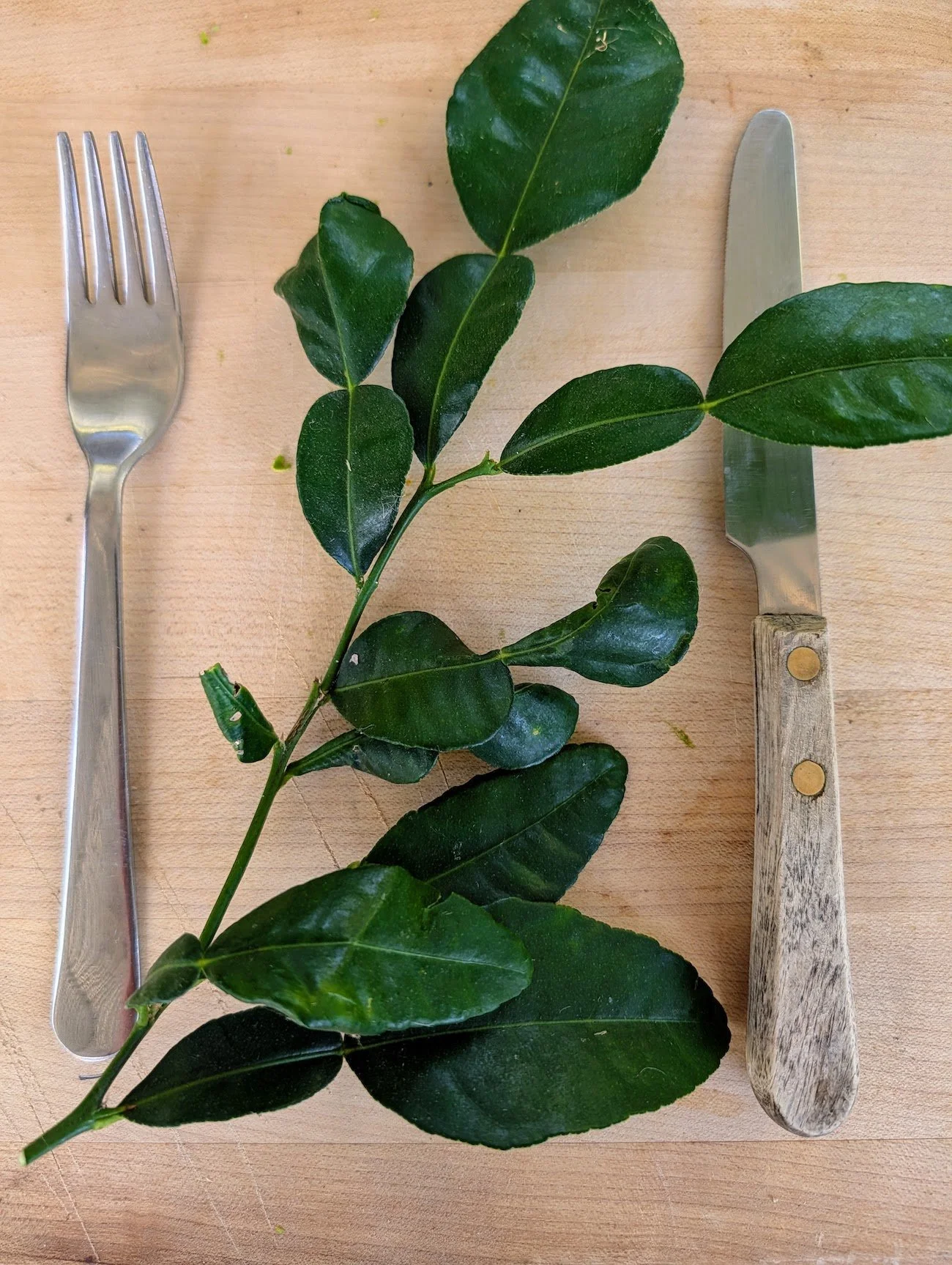 Kaffir lime or Citrus hystrix - Edible leaves