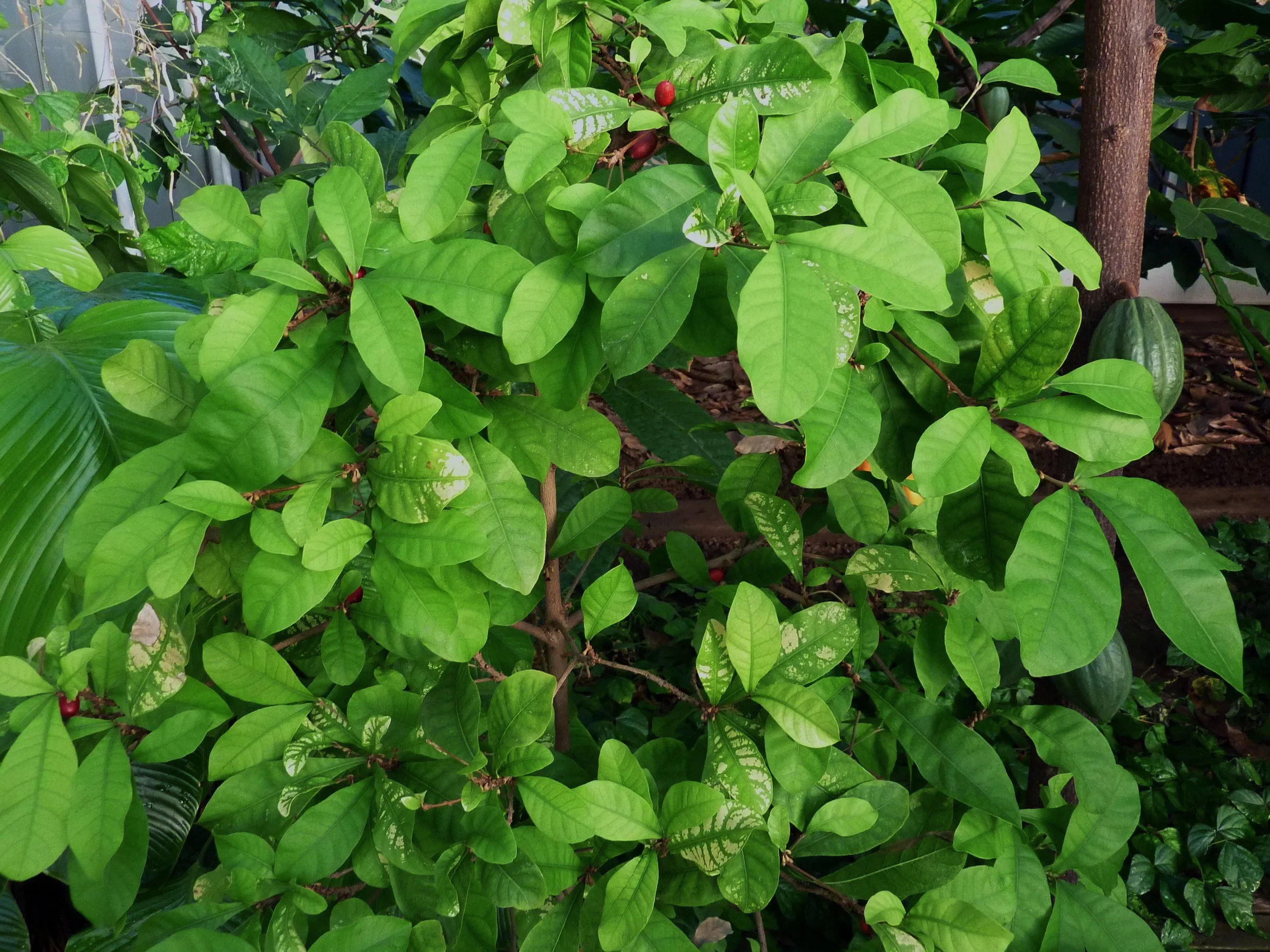 Synsepalum dulcificum - Miracle berry plant