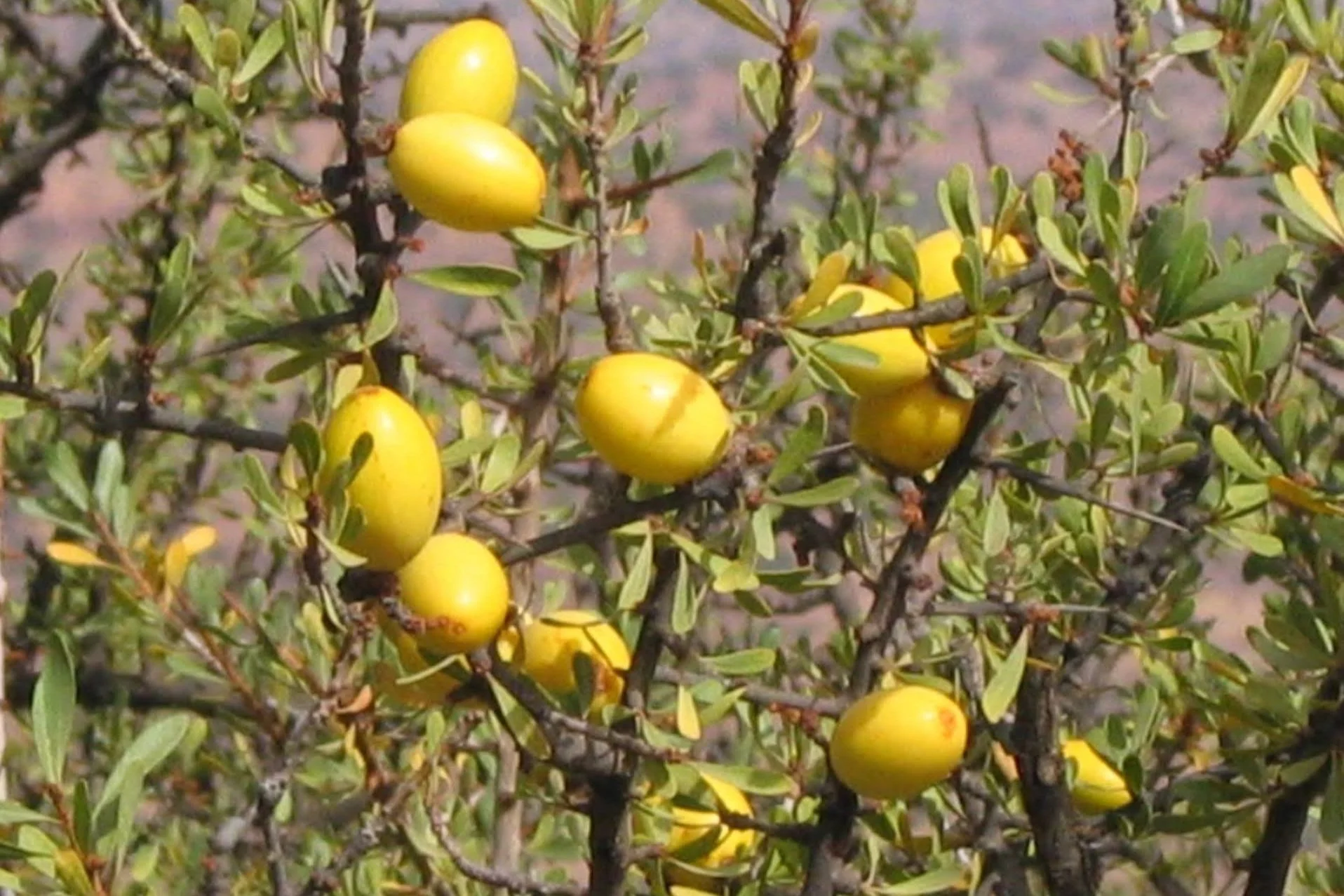 Argania spinosa - Argan tree