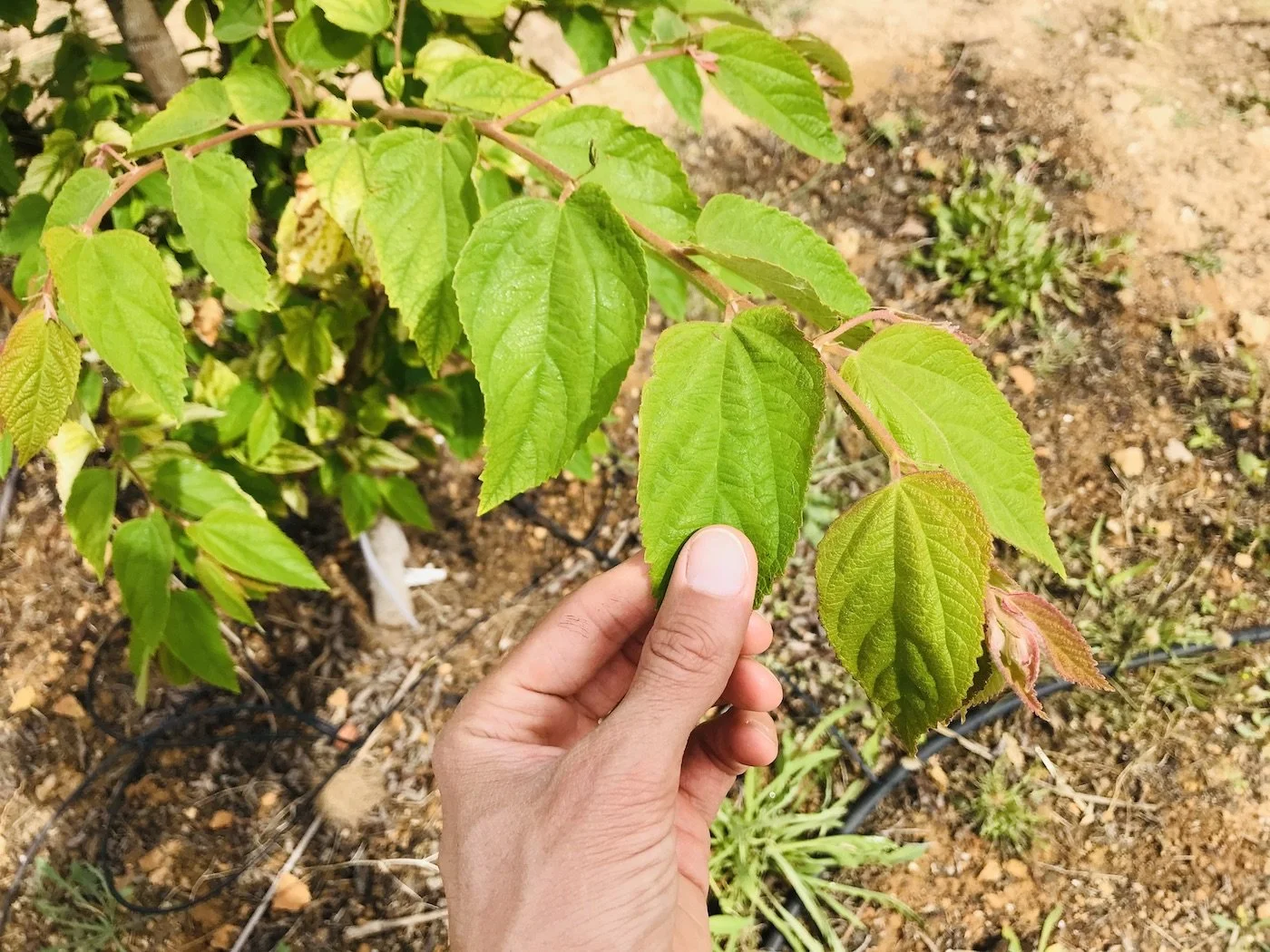 Muntingia calabura - The leaves of a young Cotton candy tree