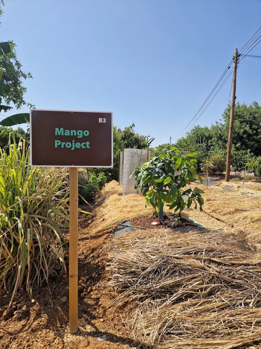Mango Project at the Orchard of Flavours