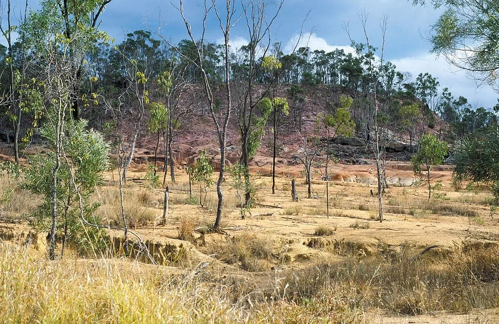 Salinity affected trees