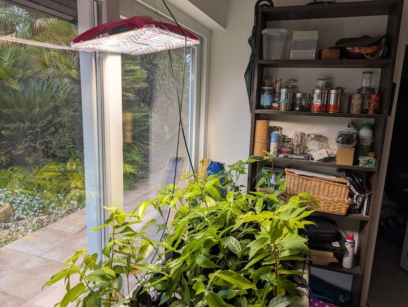 Winter propagation of Inga plants