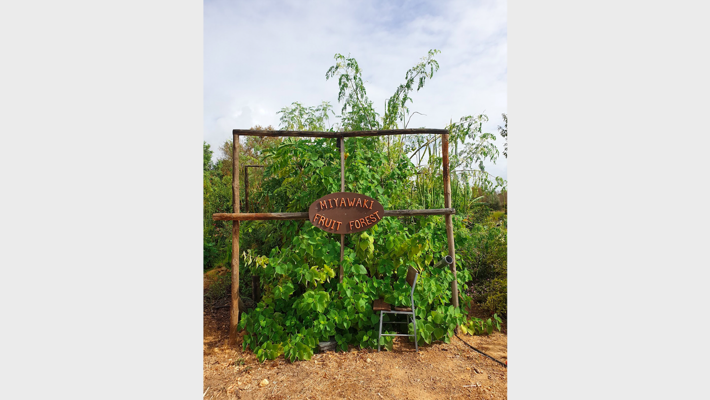 14_months_old_Miyawaki_fruit_forest.png