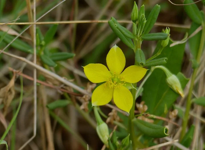 Talinum Caffrum - Porcupine Root plant