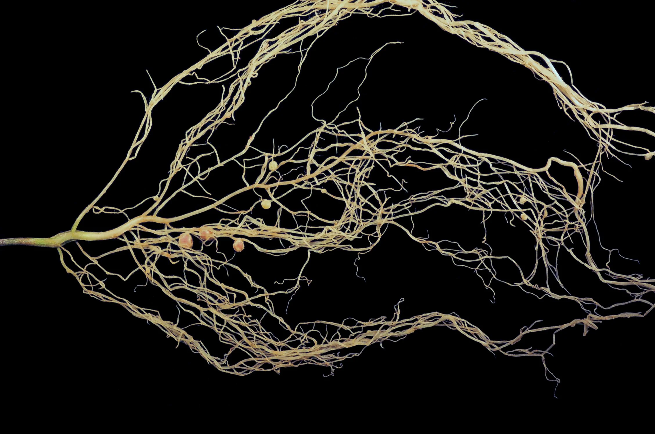 Robinia pseudoacacia root system