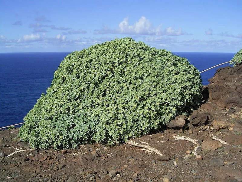Euphorbia Balsamifera - Balsam Spurge plant