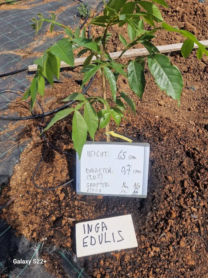 Freshly planted Inga edulis - Factsheet