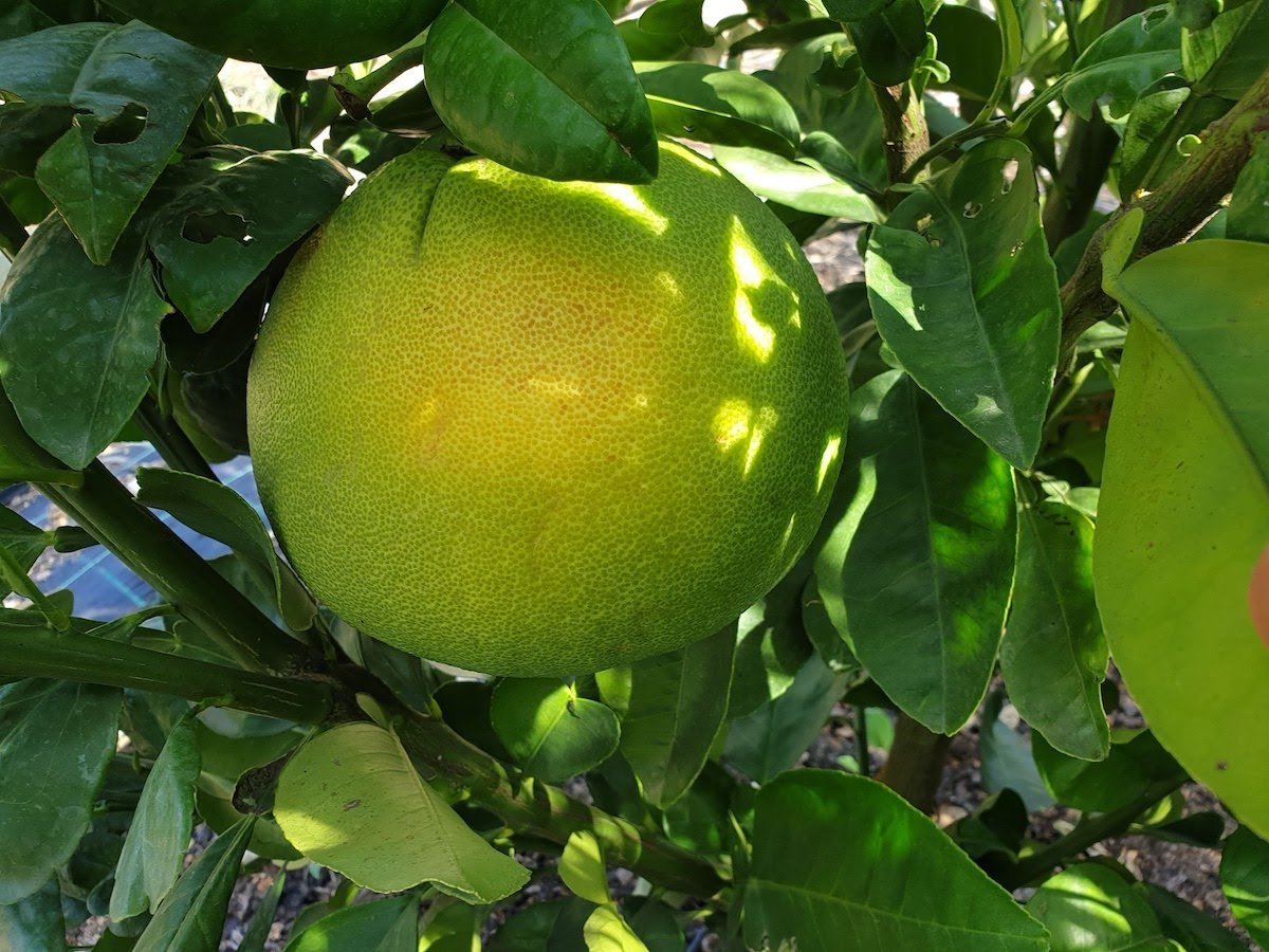 Citrus_maxima-Pomelo-fruit.jpg