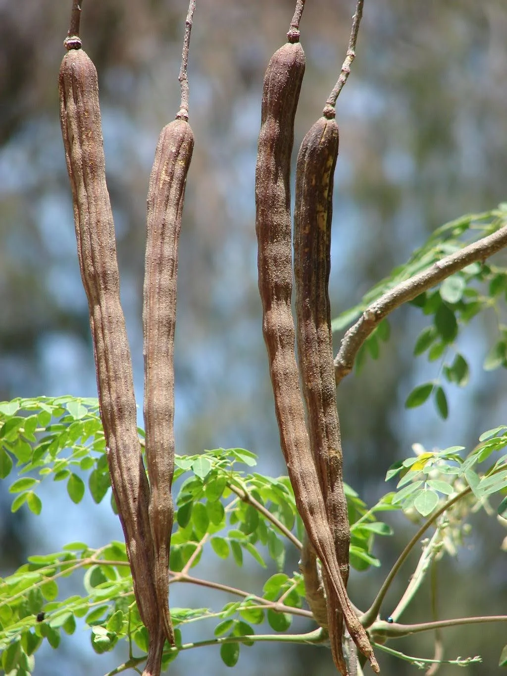 Moringa oleifera - The long dry pods on a tree