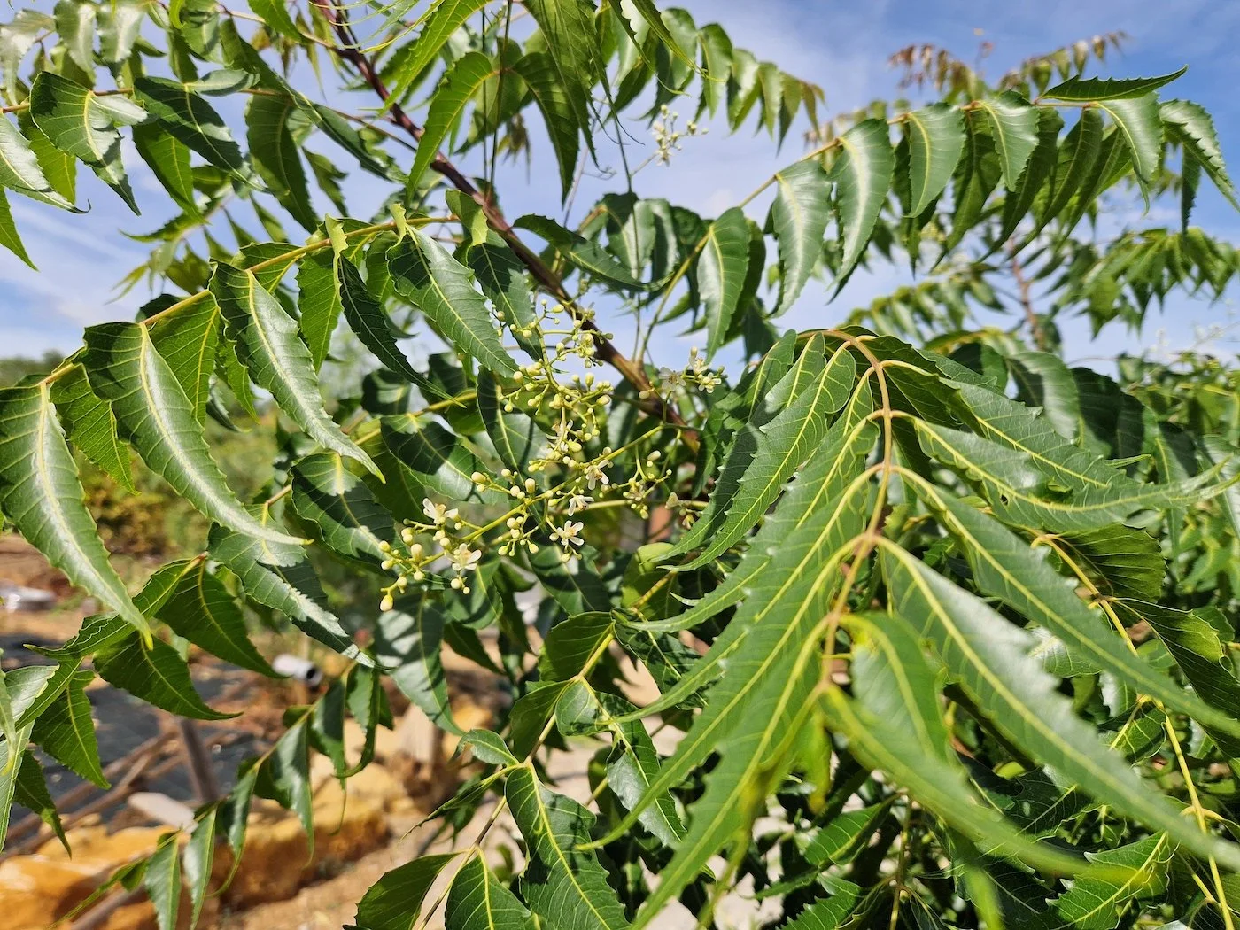 Azadirachta_indica-Neem_tree-Flowers.jpg