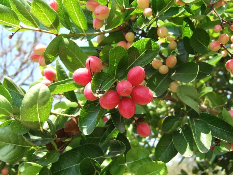Carissa Macrocarpa - Natal Plum fruit