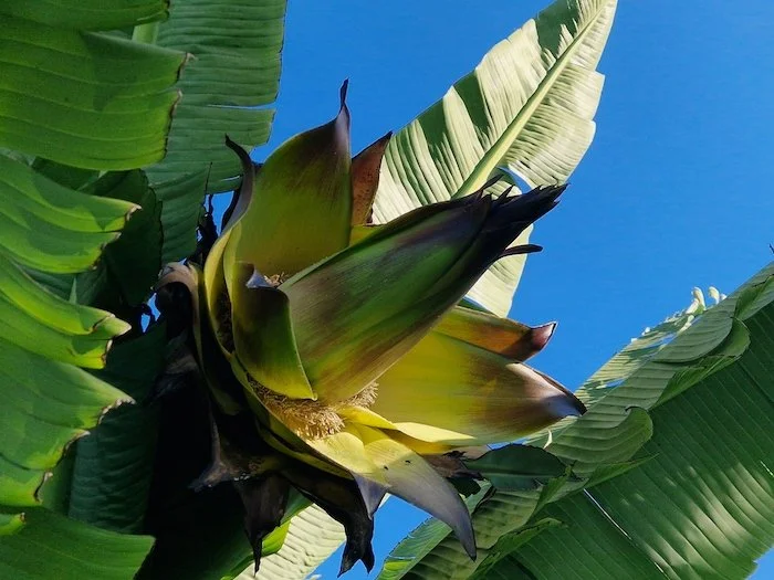 Ensete_ventricosum-Ethiopian_banana-flower.jpg