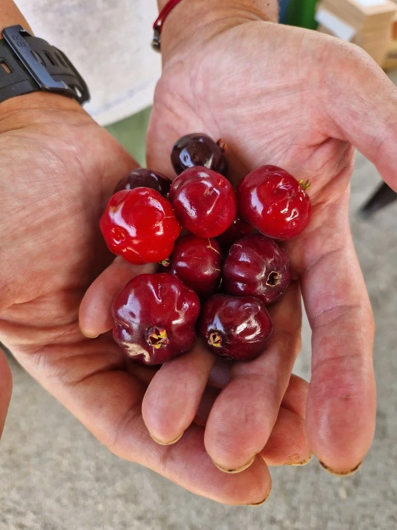 Eugenia_uniflora-Surinam_cherry-Fruits.jpg