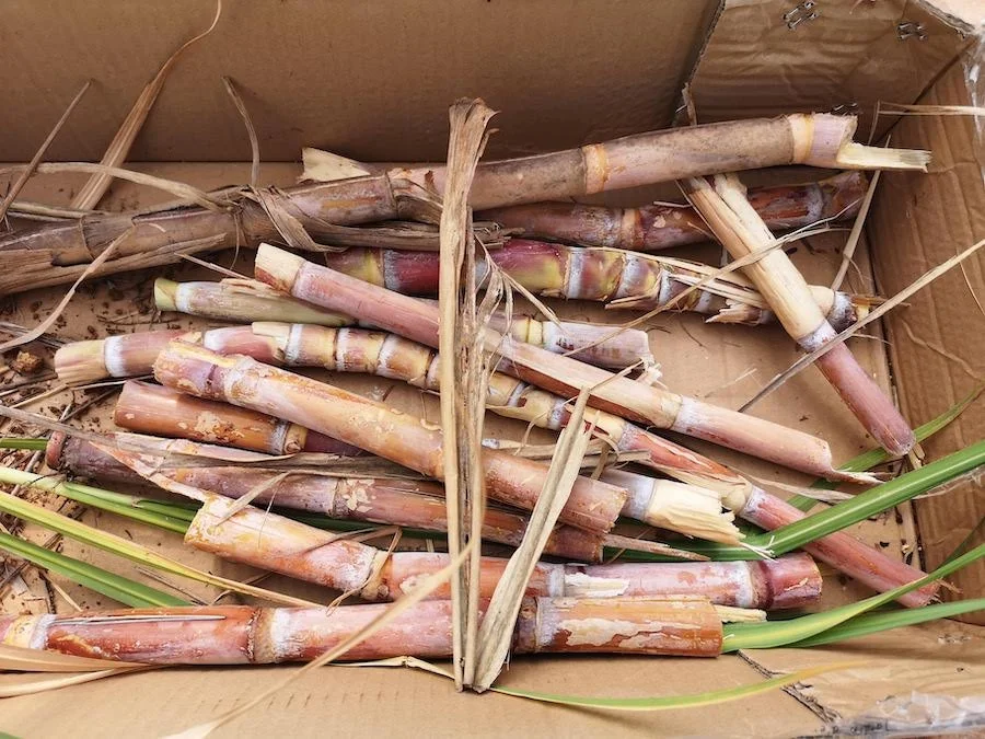 sugar_cane_cuttings.jpg