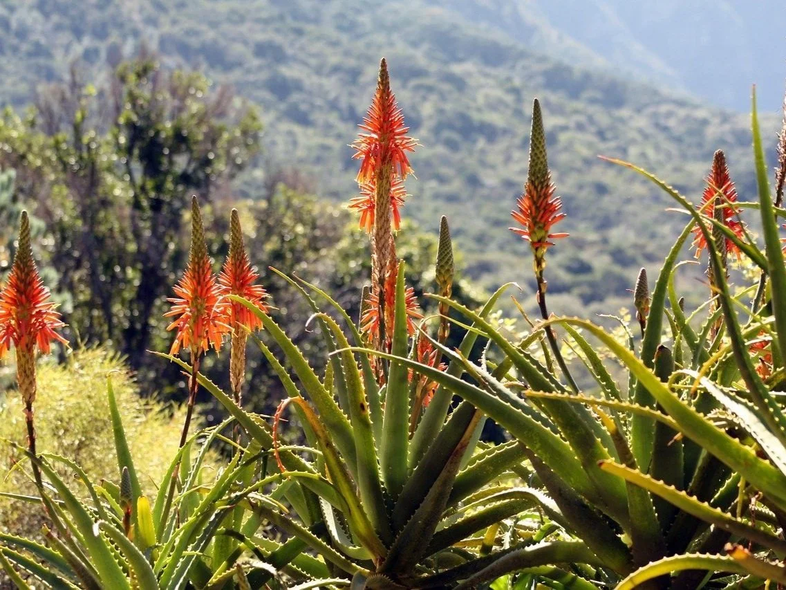 Aloe Arborescens - Candelabra Aloe plant