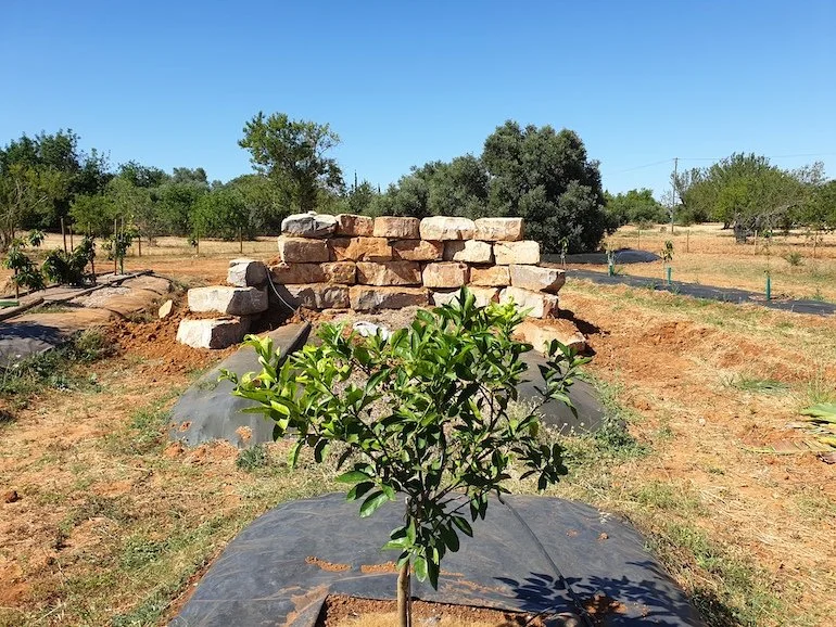 citrus_tree_stone_wall.jpg
