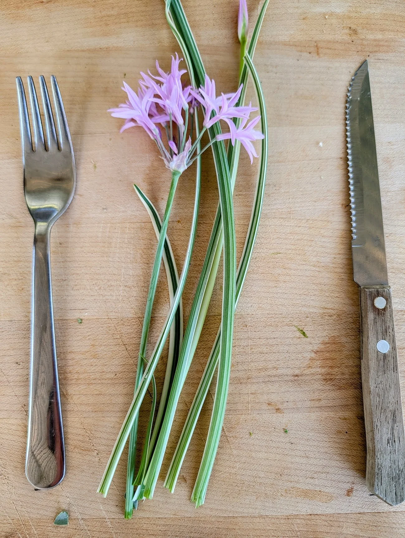 Society garlic or Tulbaghia violacea - Edible leaves and flowers