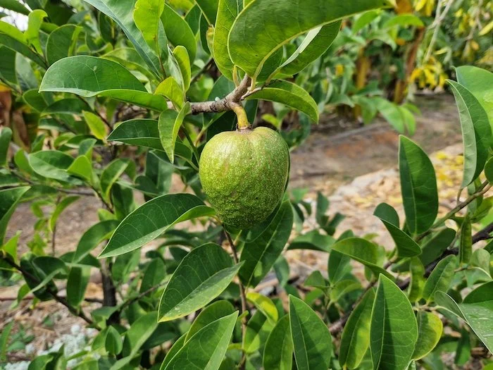Annona_glabra-fruit.jpg