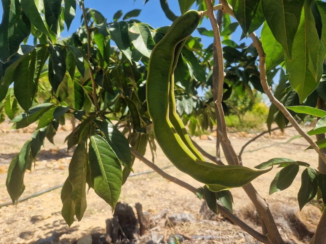 Inga edulis or Ice-cream bean pod