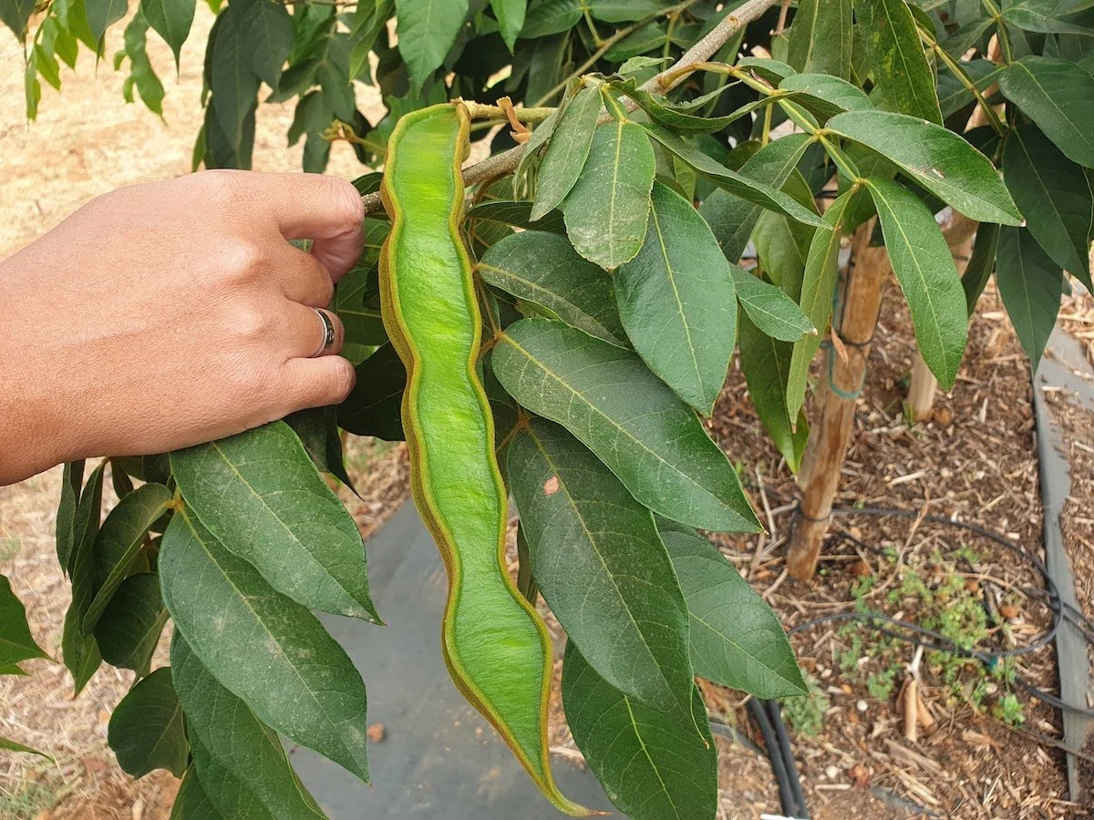 Inga edulis - A pod of the ice-cream bean tree