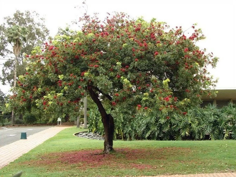 Schotia Brachypetala - Weeping Boerbean Tree