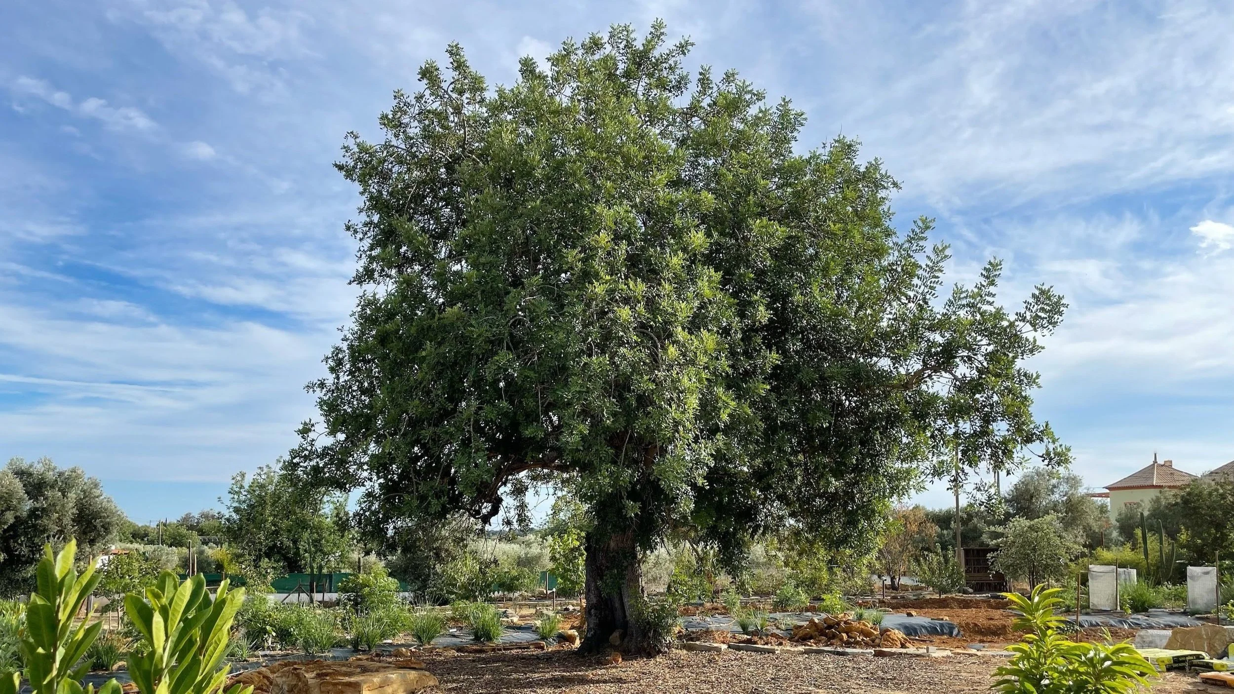 Ceratonia siliqua - Carob tree