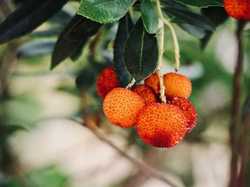 Arbutus unedo - Strawberry tree fruit