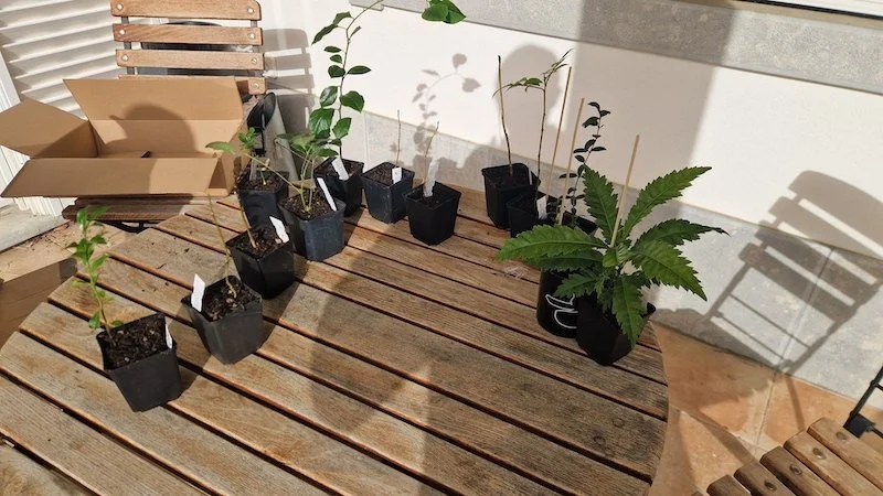Rare_food_tree_seedlings