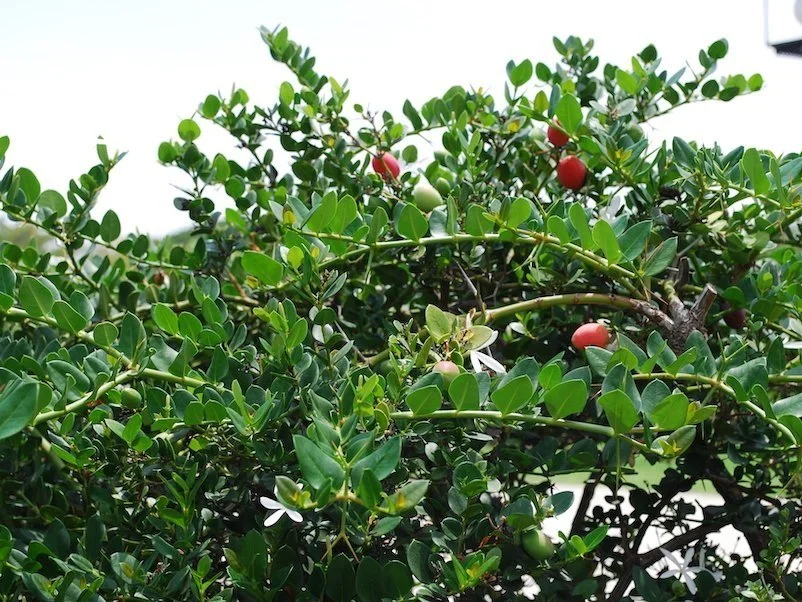 Carissa Macrocarpa - Natal Plum plant
