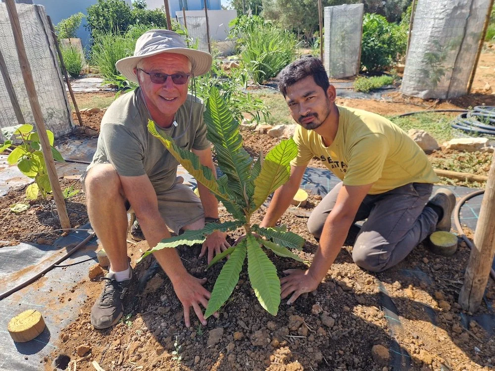Planting Chrysophyllum imperiale or Emperor Tree
