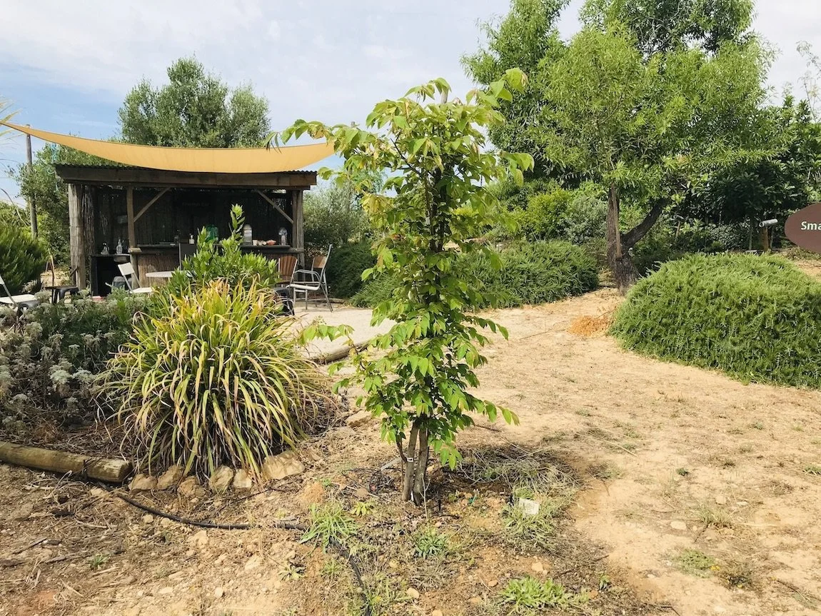 Muntingia calabura - Young cotton candy tree