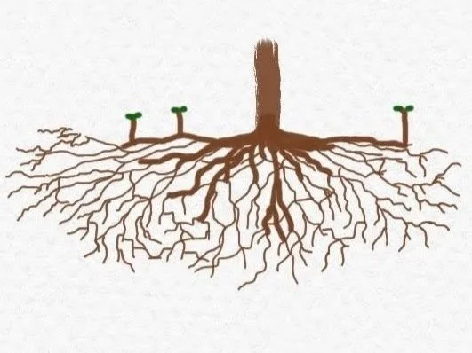 Fruit_tree_root_systems_diagram.jpg