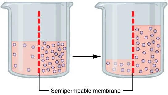 Diagram of osmosis showing two beakers with a semipermeable membrane. The left beaker has higher concentration and more particles than the right beaker.