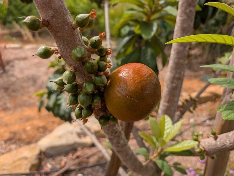 Our green sapote - Pouteria viridis