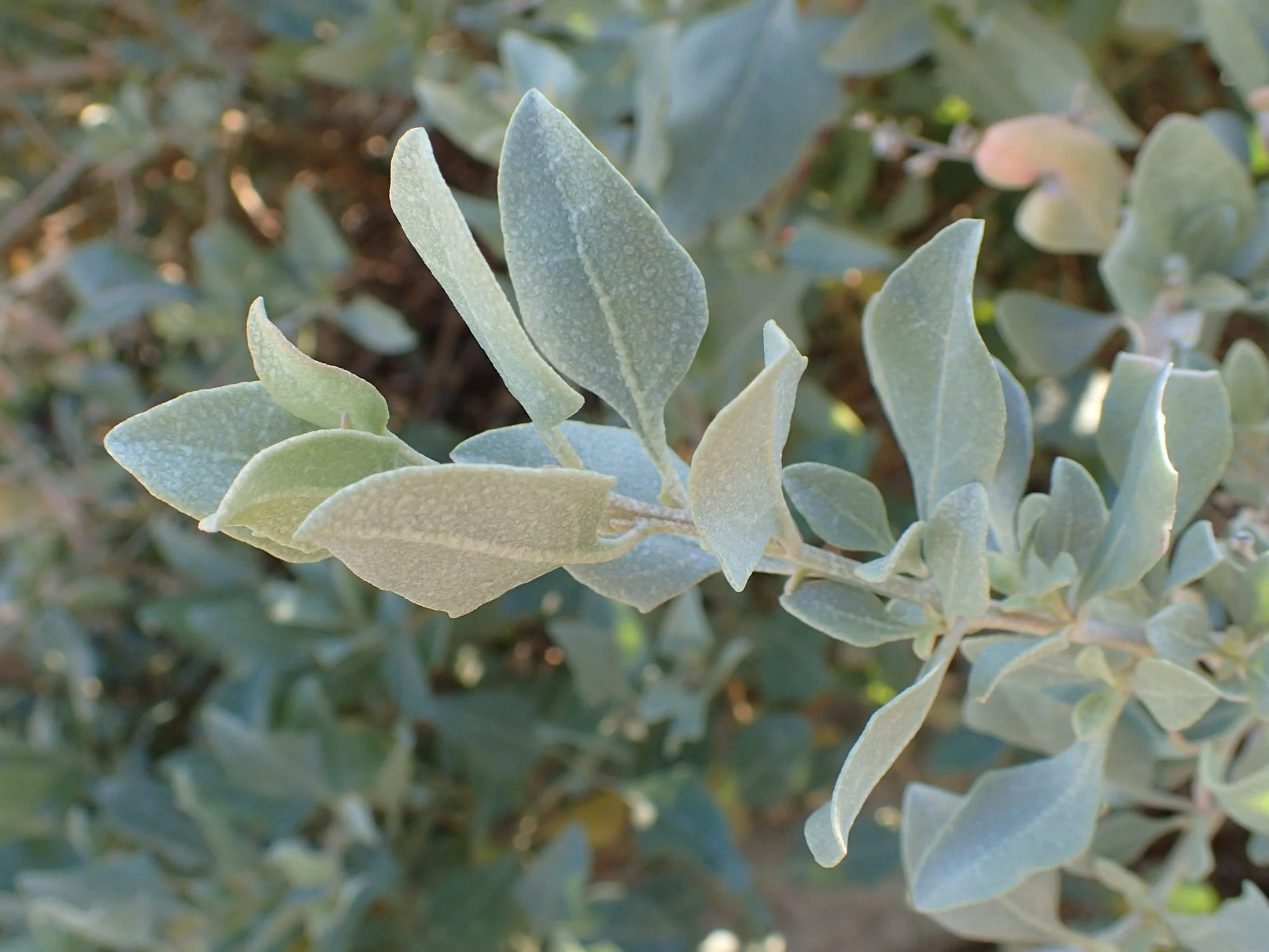 Atriplex halimus - Sea orache leaves