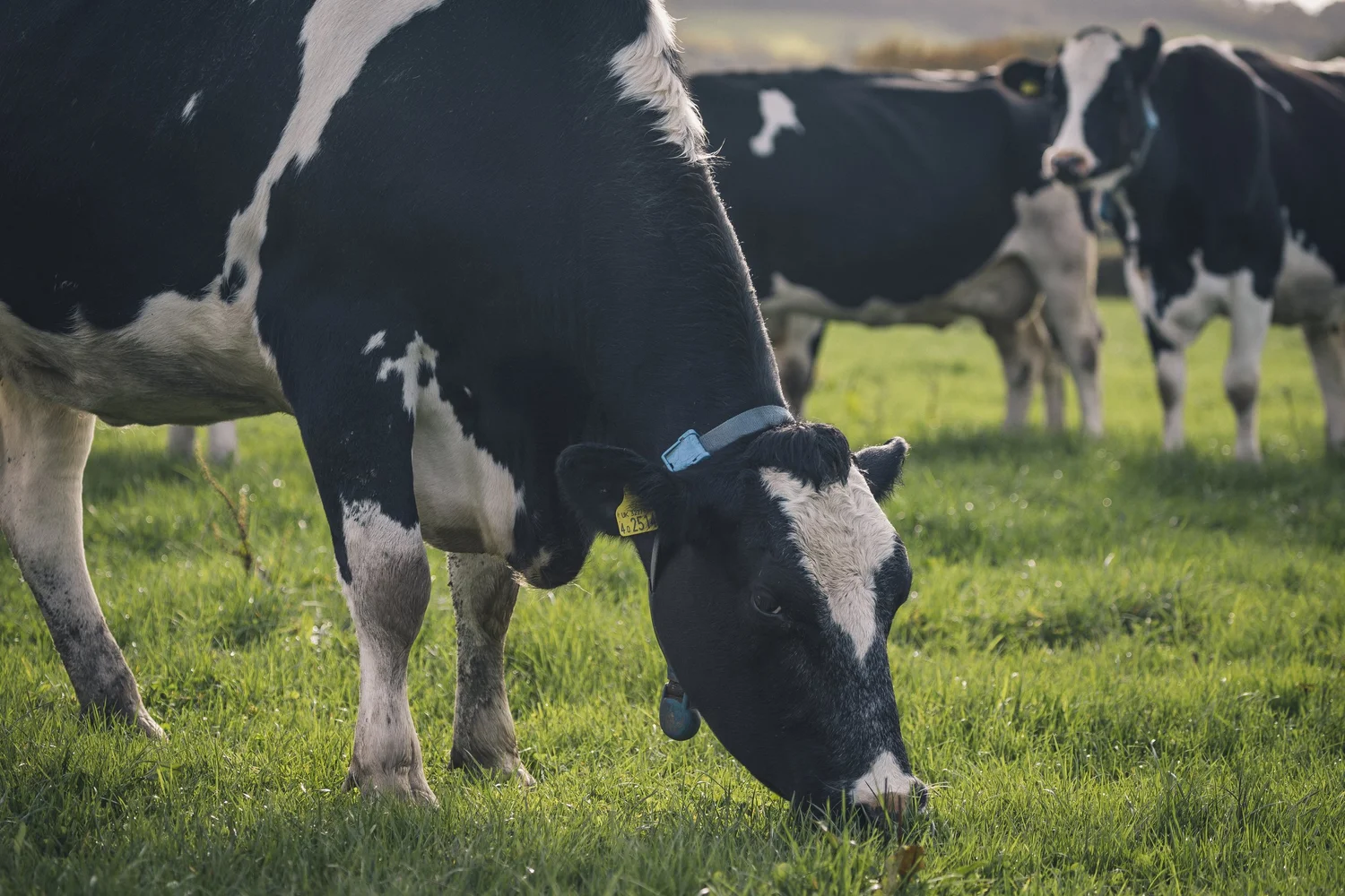 Cows at North Widcombe Farm