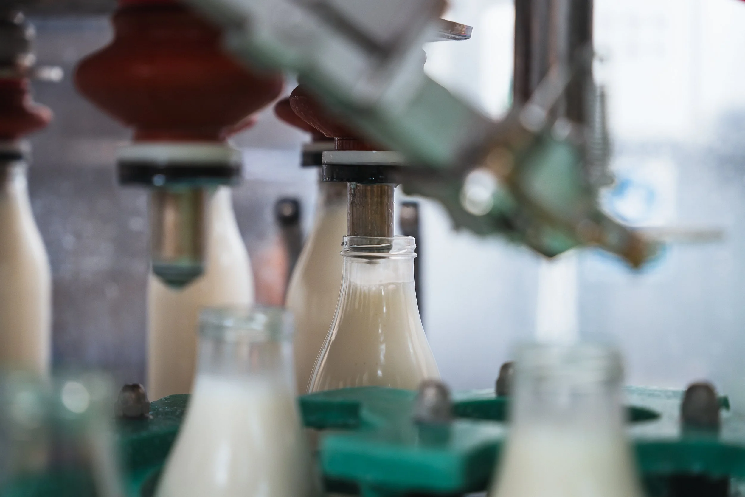Widcombe Estate dairy bottling process
