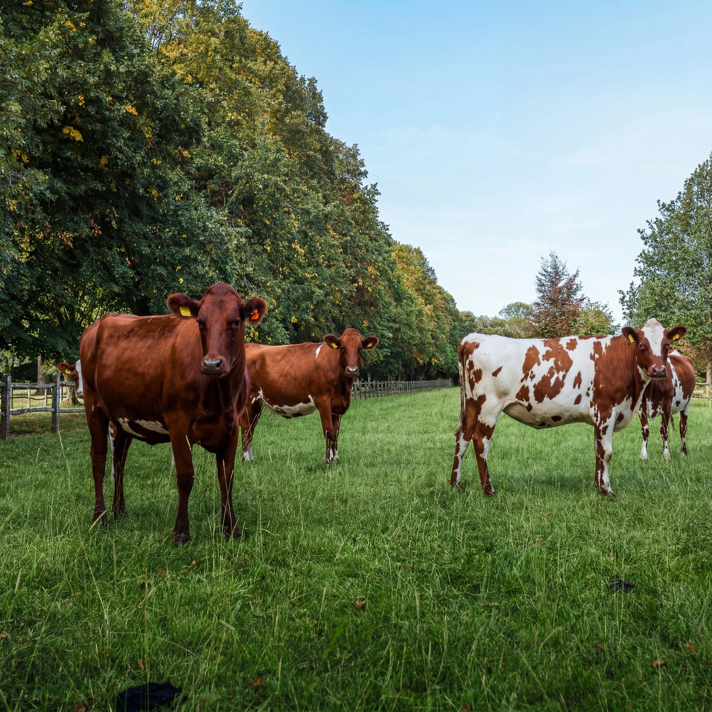 A group of cows standing in a dry grassy field with trees in the background.