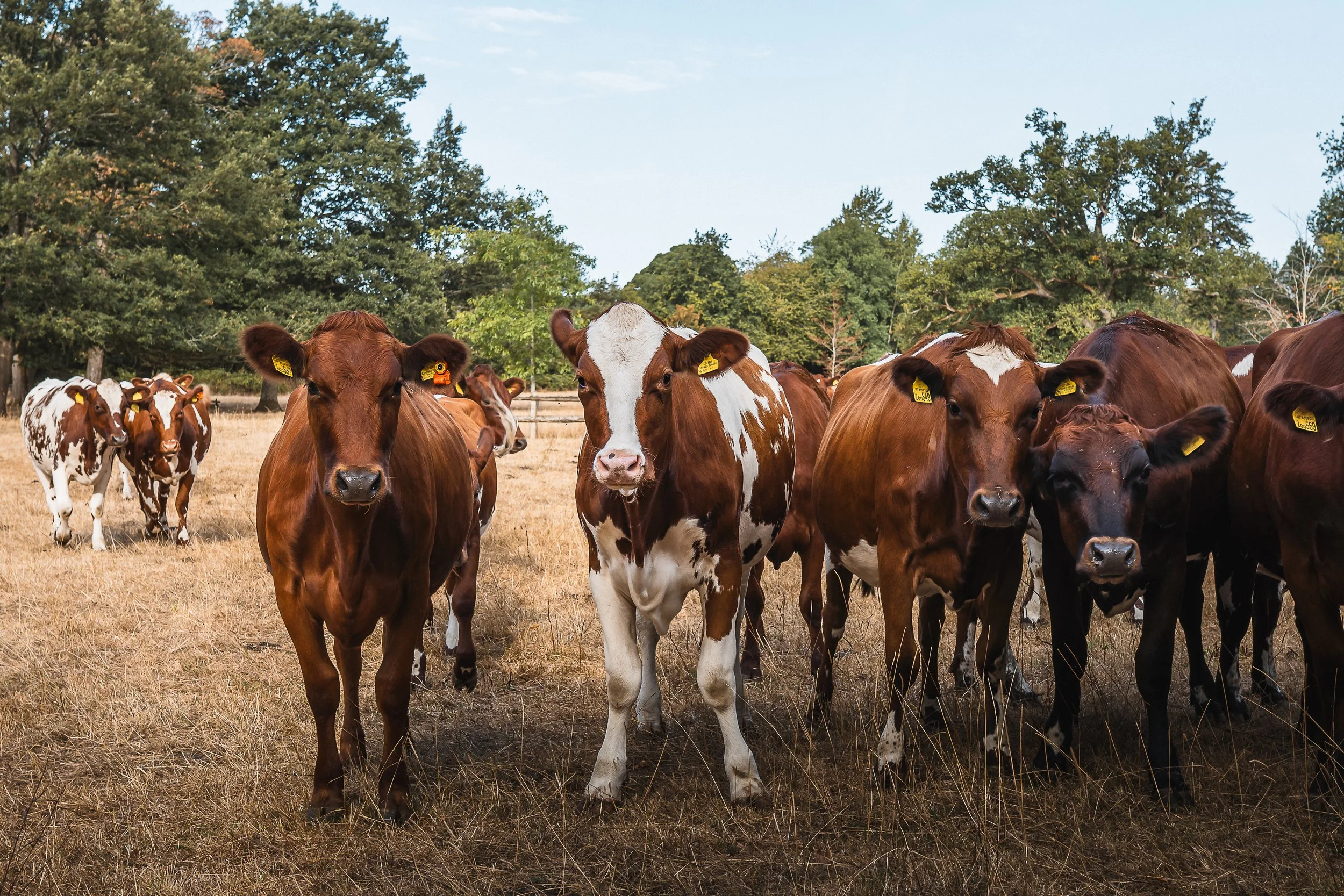 A group of cows standing in a dry grassy field with trees in the background.