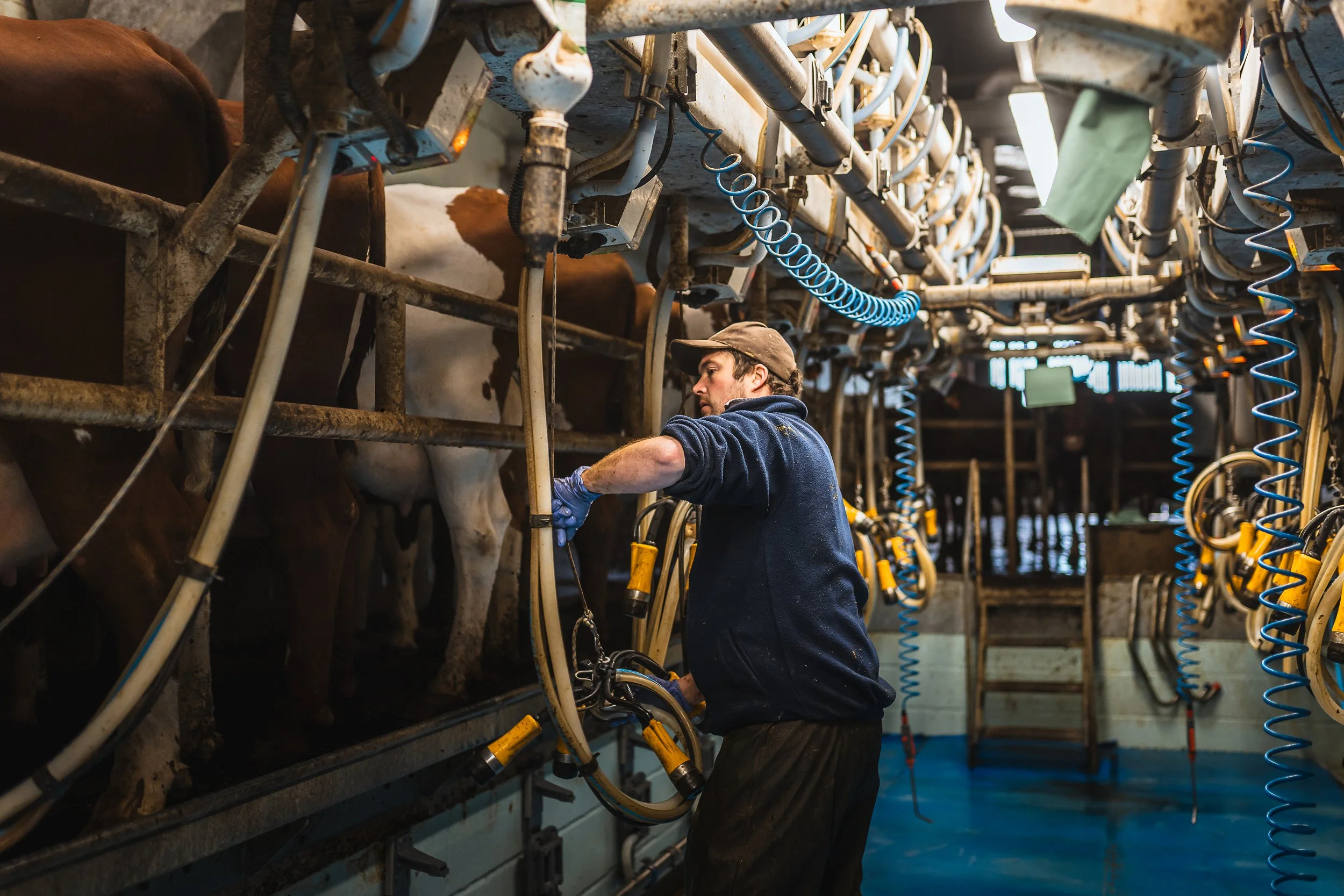 Cows being milked at North Widcombe Farm