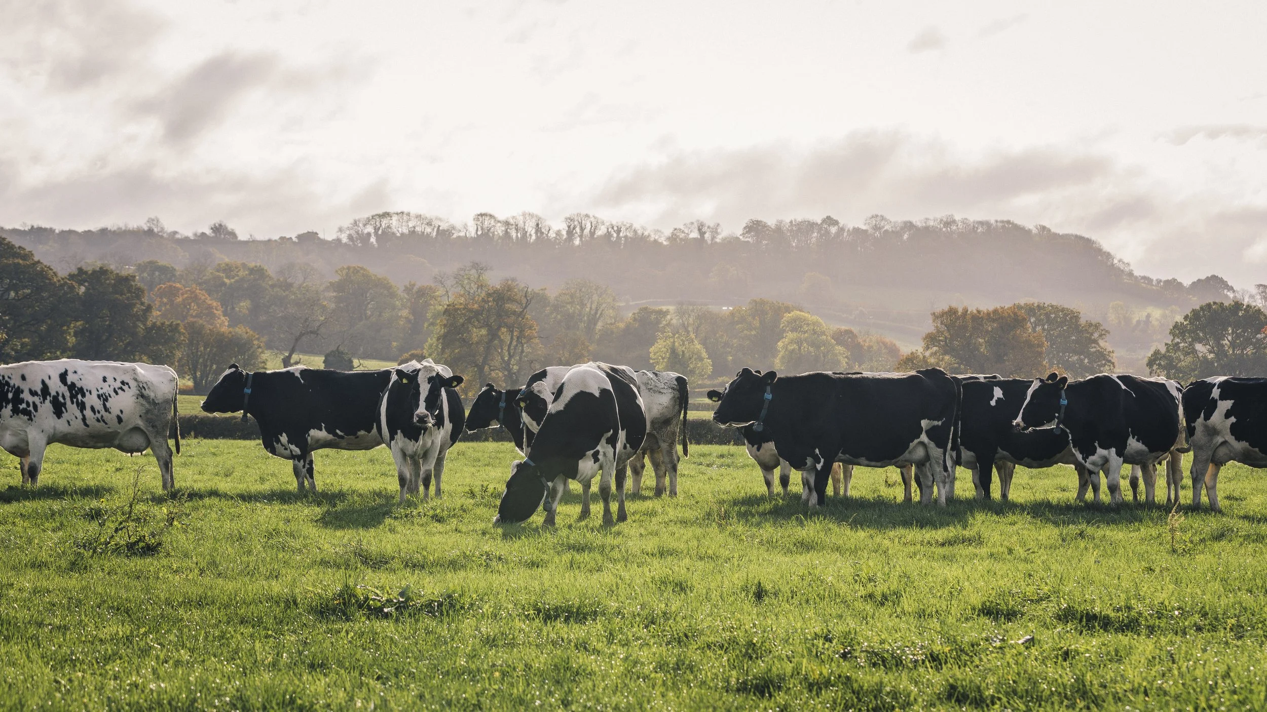 The Widcombe Estate Herd