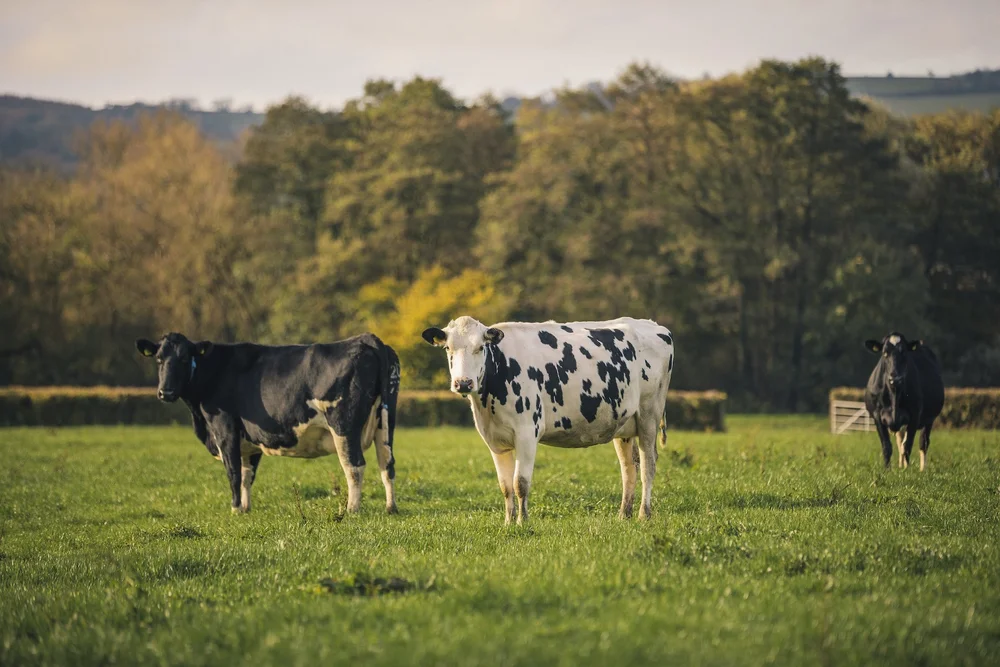Pasture-Led Dairy
