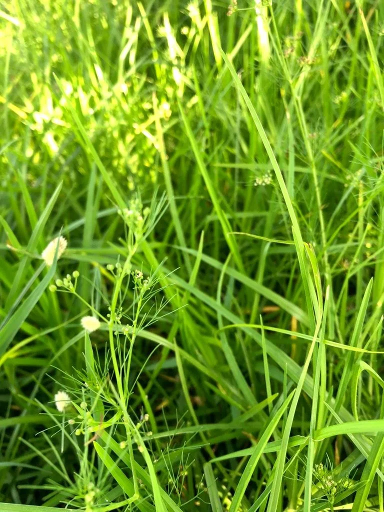 WHAT IS PASTURE AND WHAT DOES IT MEAN TO RAISE POULTRY ON PASTURE