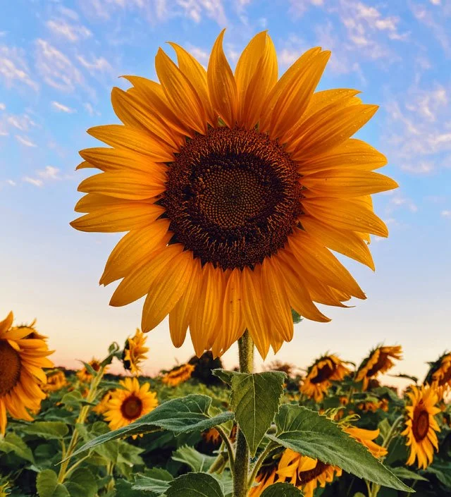 Four Ways to Scale Your Advisory Practice